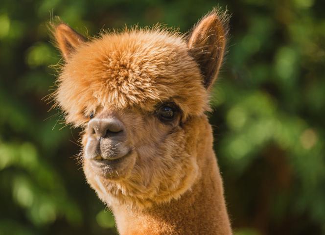 Parc animalier de la Pommeraie