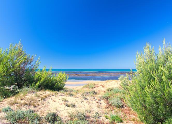 Forêt Couarde sur mer