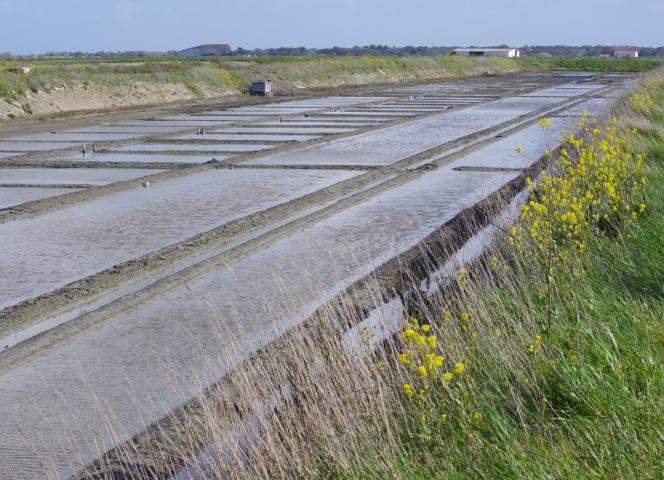 Marais salants Ile de Ré