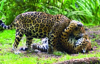 Visite Zoo des Sables d'Olonne camping Le Petit Rocher