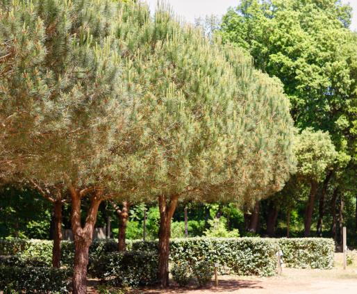 Emplacement camping Oléla