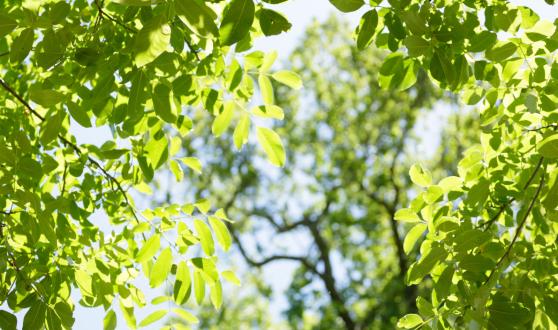 emplacement-camping (2)